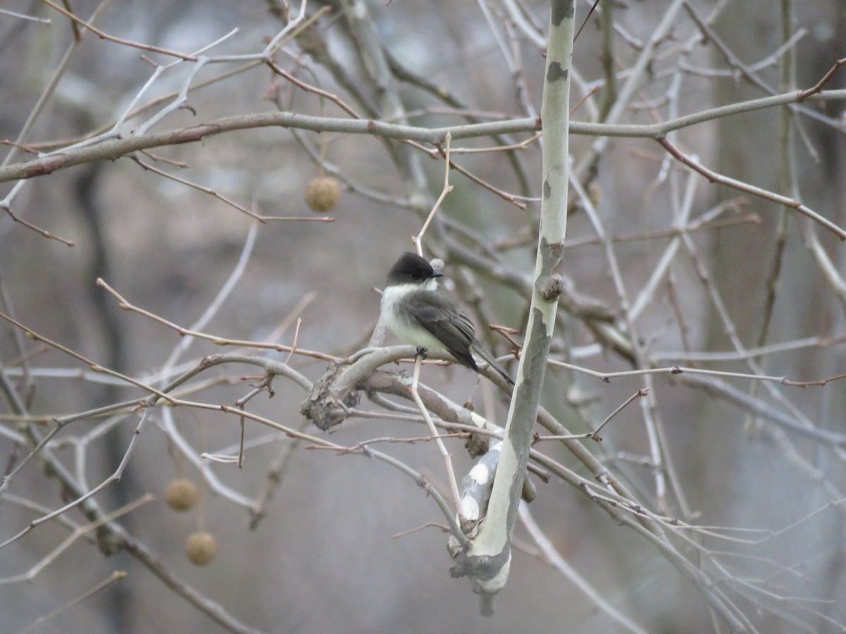 Eastern Phoebe - ML646723795