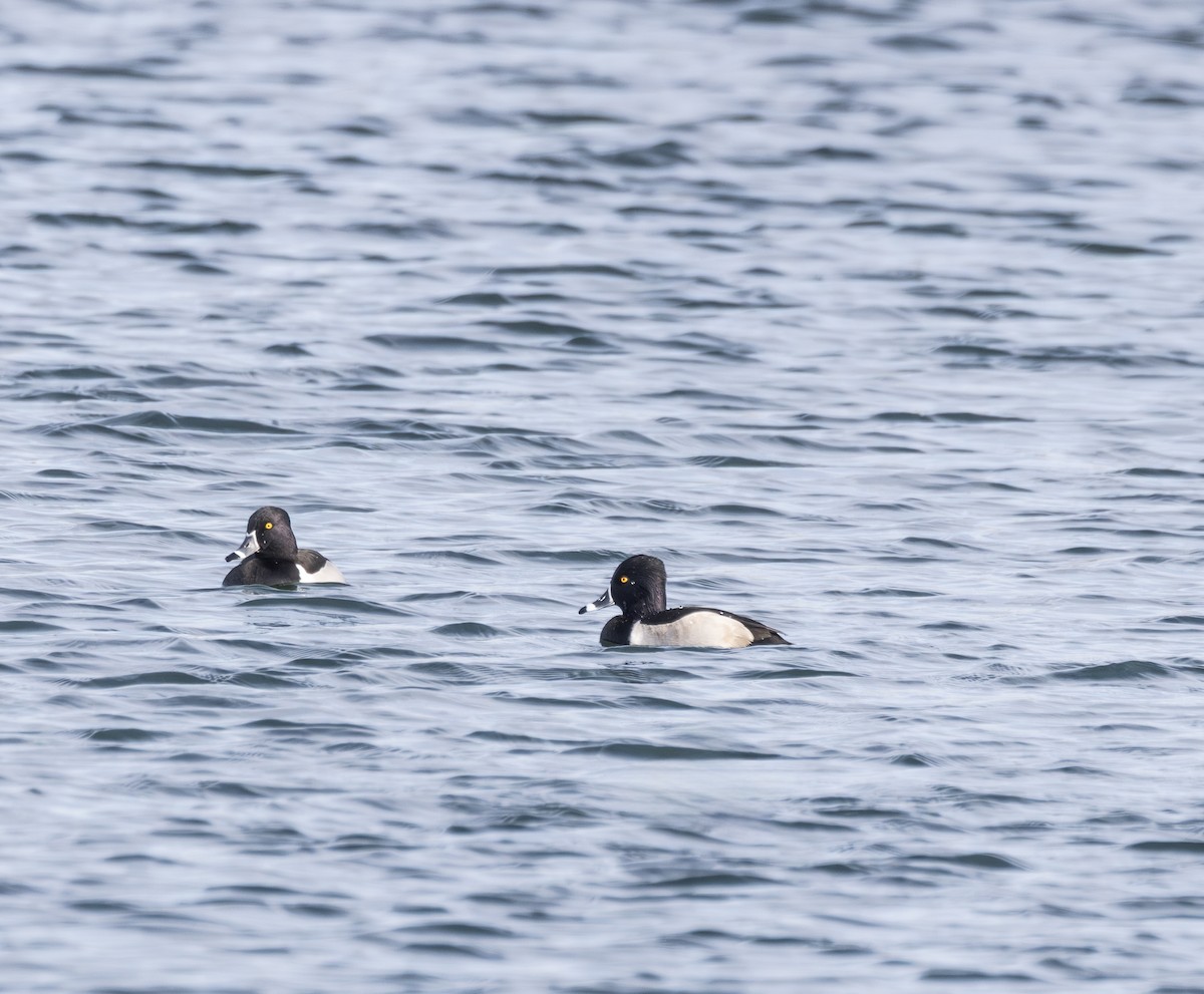 Ring-necked Duck - ML646723796