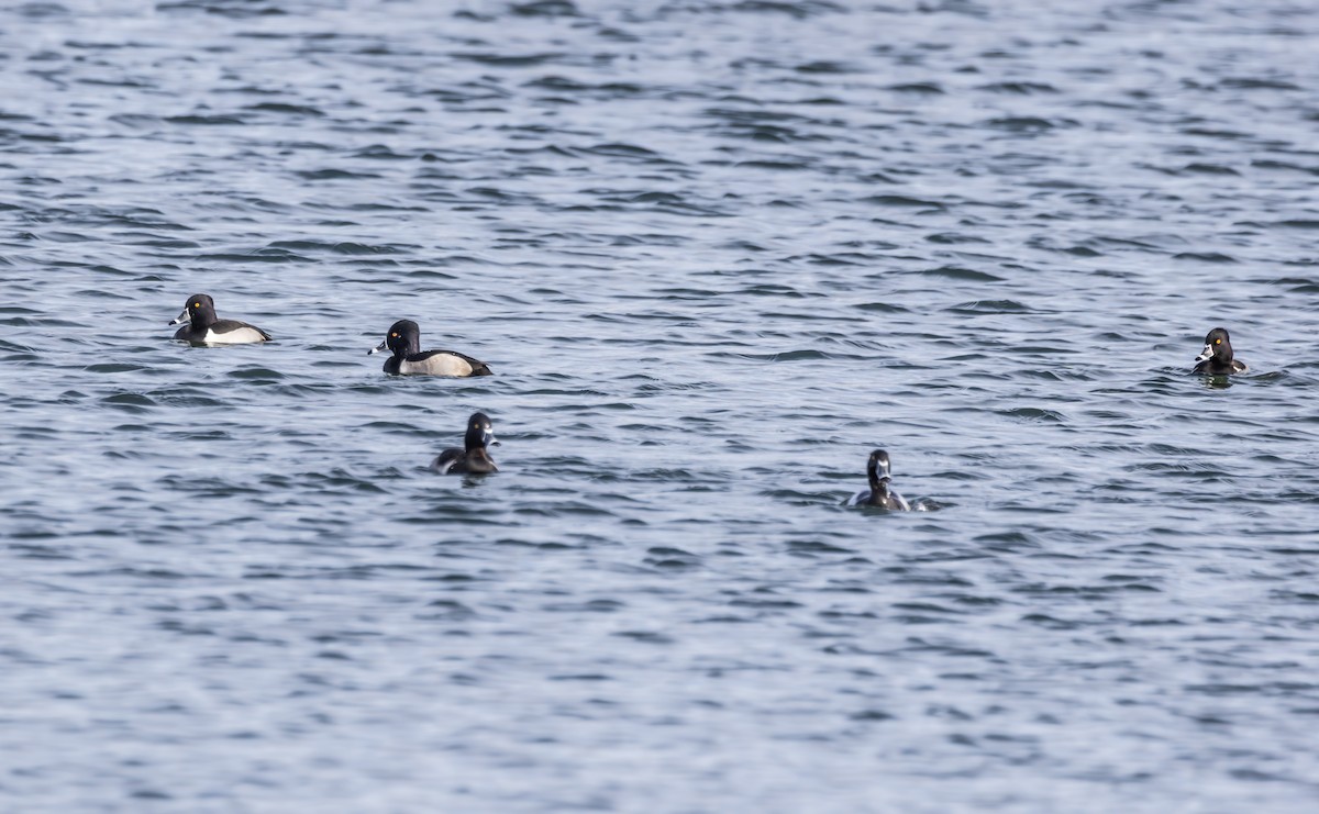 Ring-necked Duck - ML646723797
