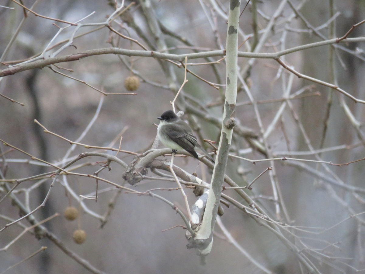 Eastern Phoebe - ML646723798