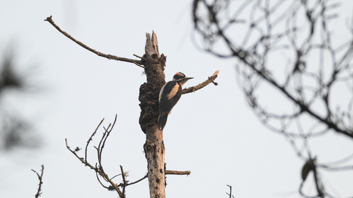 Hairy Woodpecker - ML646723800
