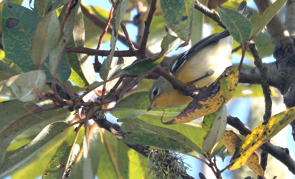 stryparula - ML646723804