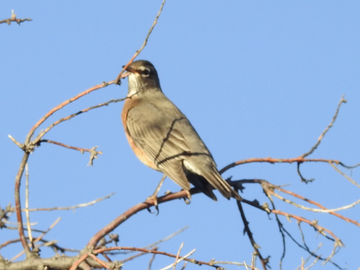 Странствующий дрозд - ML646723805