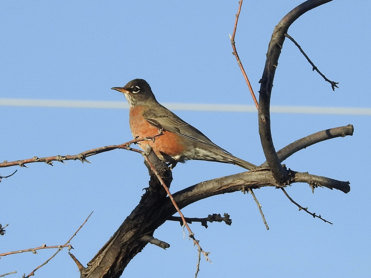 Странствующий дрозд - ML646723806