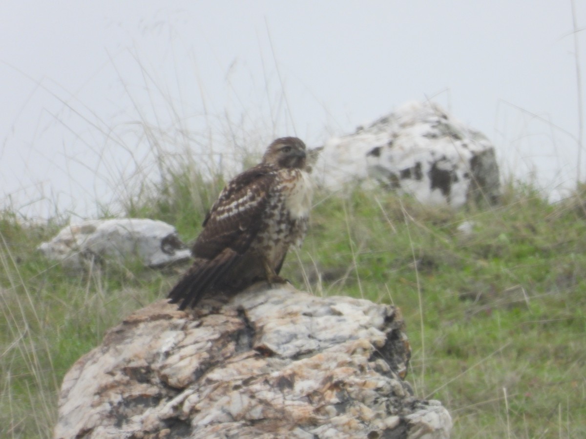 Rotschwanzbussard - ML646723807