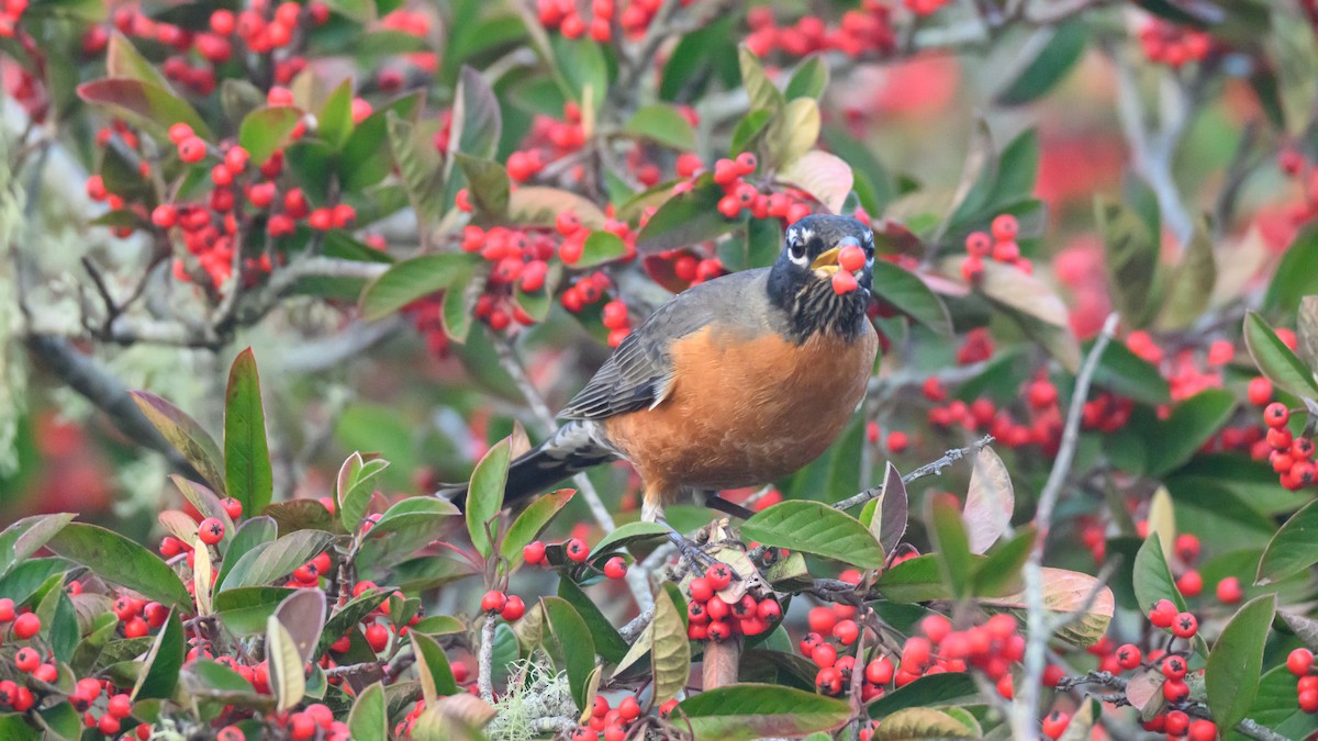 קיכלי נודד - ML646723813