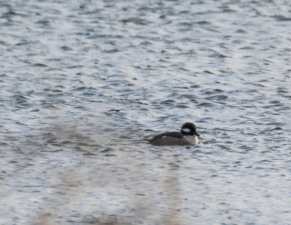 Bufflehead - ML646723814
