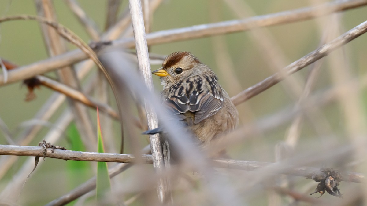 גיבתונית לבנת-כיפה - ML646723815