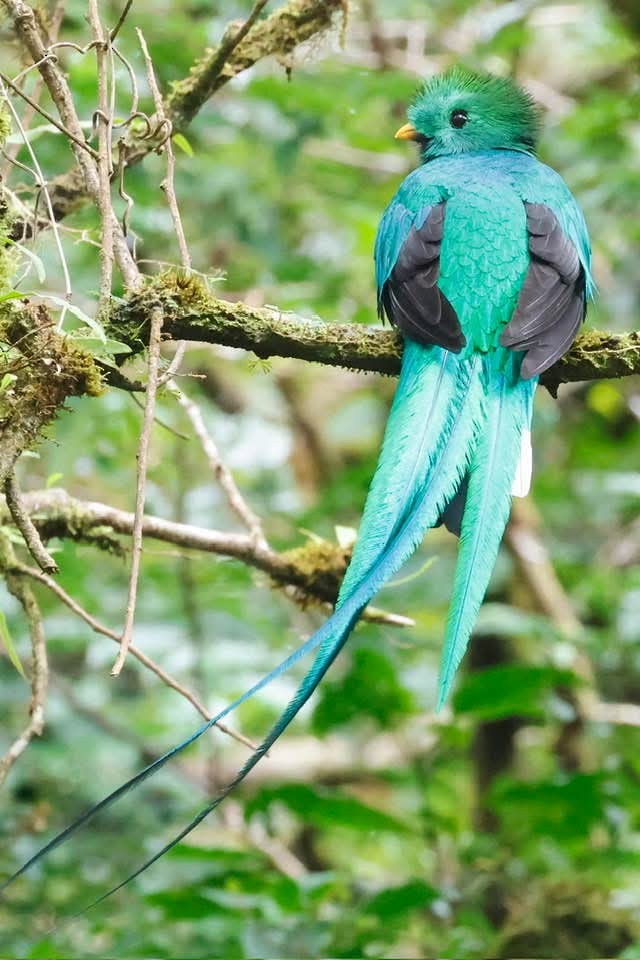 Quetzal resplendissant - ML646723816