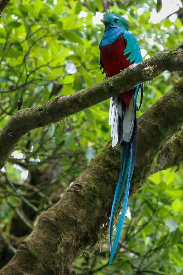 Quetzal resplendissant - ML646723818