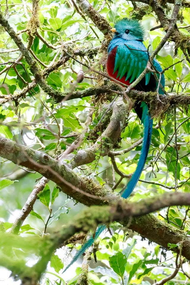 Quetzal resplendissant - ML646723819