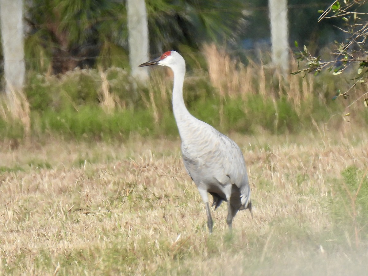 Sandhill Crane - ML646723821