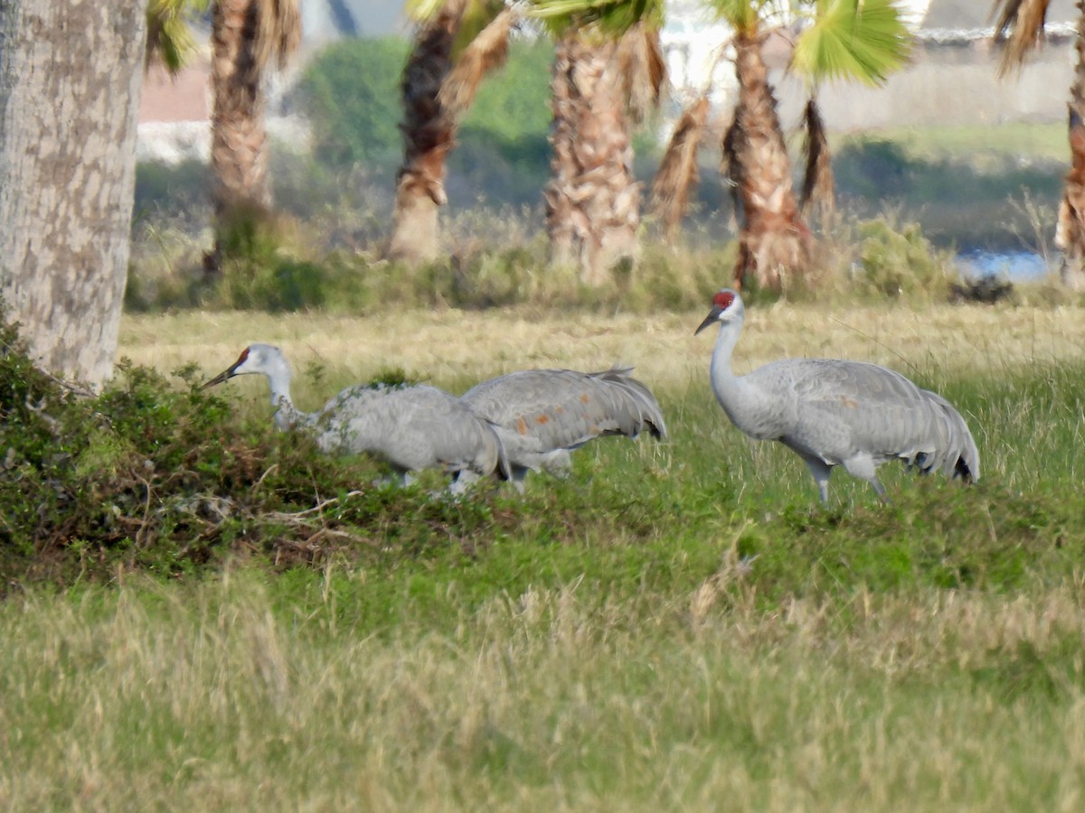 Sandhill Crane - ML646723822
