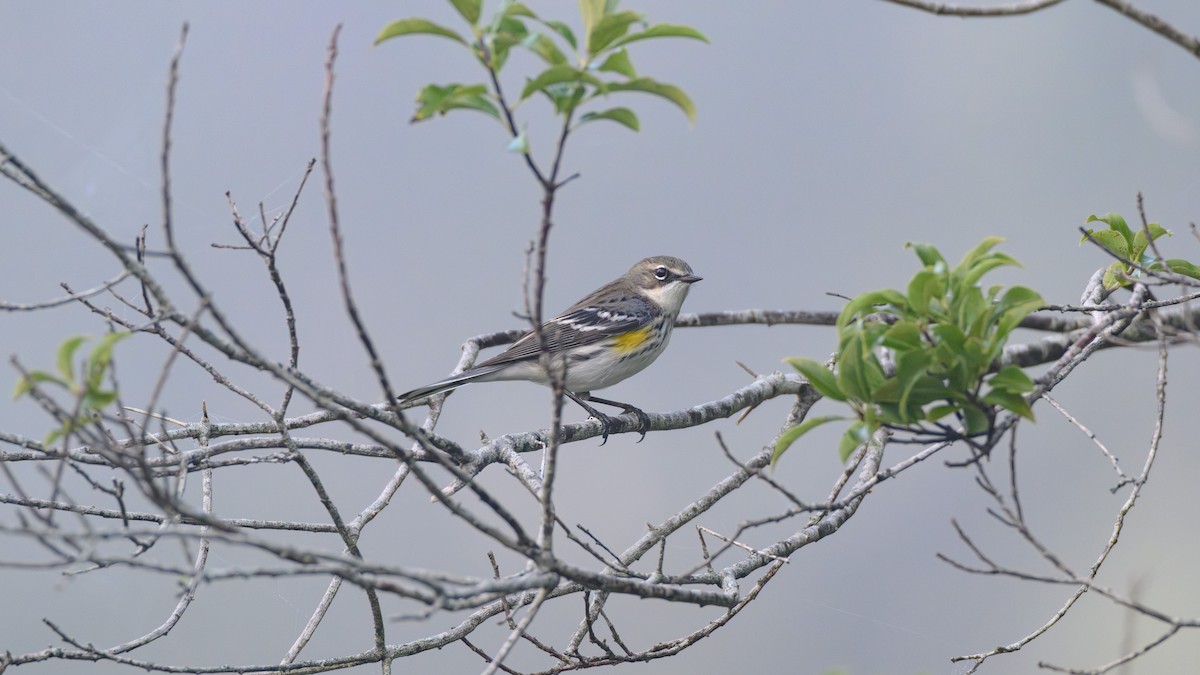 סבכון הכתר - ML646723824