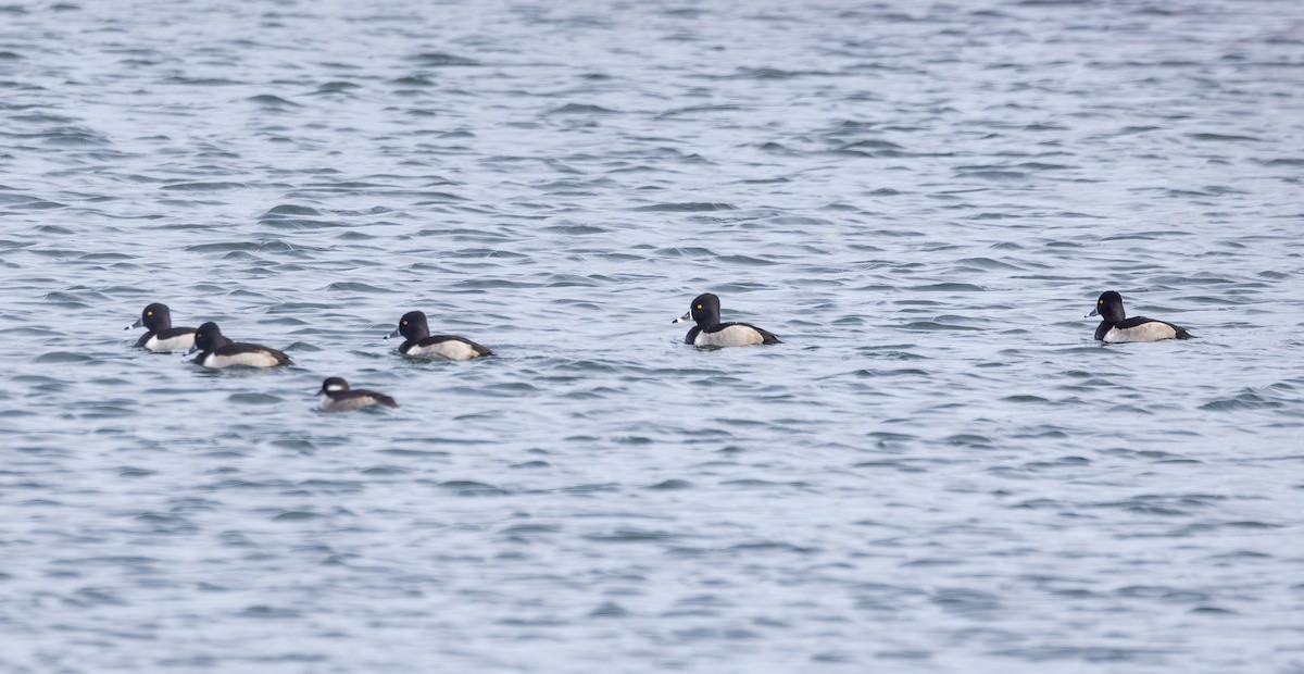 Bufflehead - ML646723825
