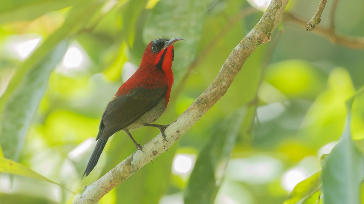 Crimson Sunbird - ML646723839
