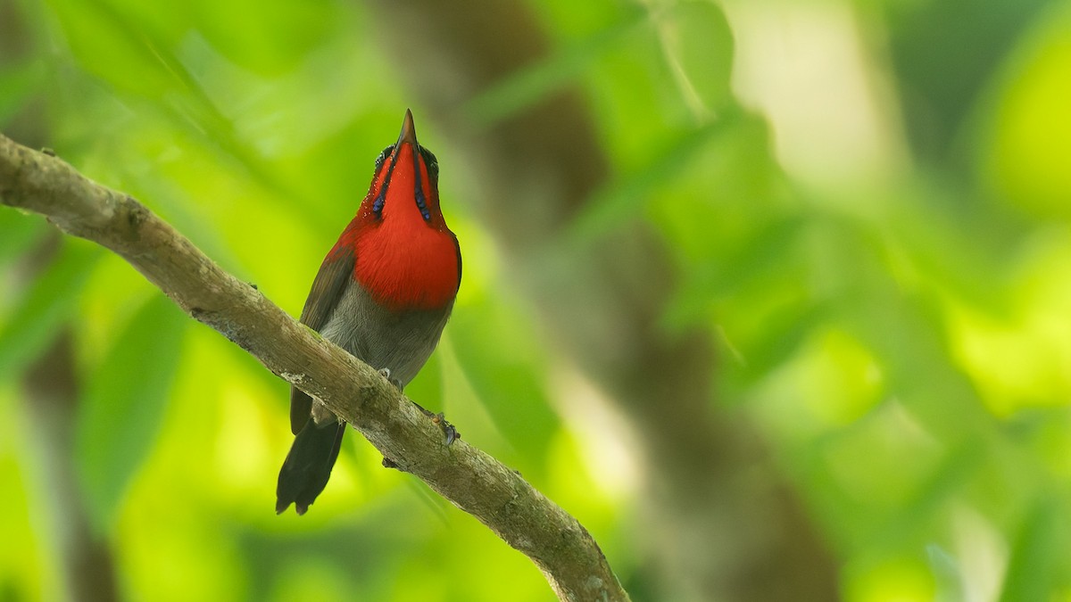 Crimson Sunbird - ML646723840