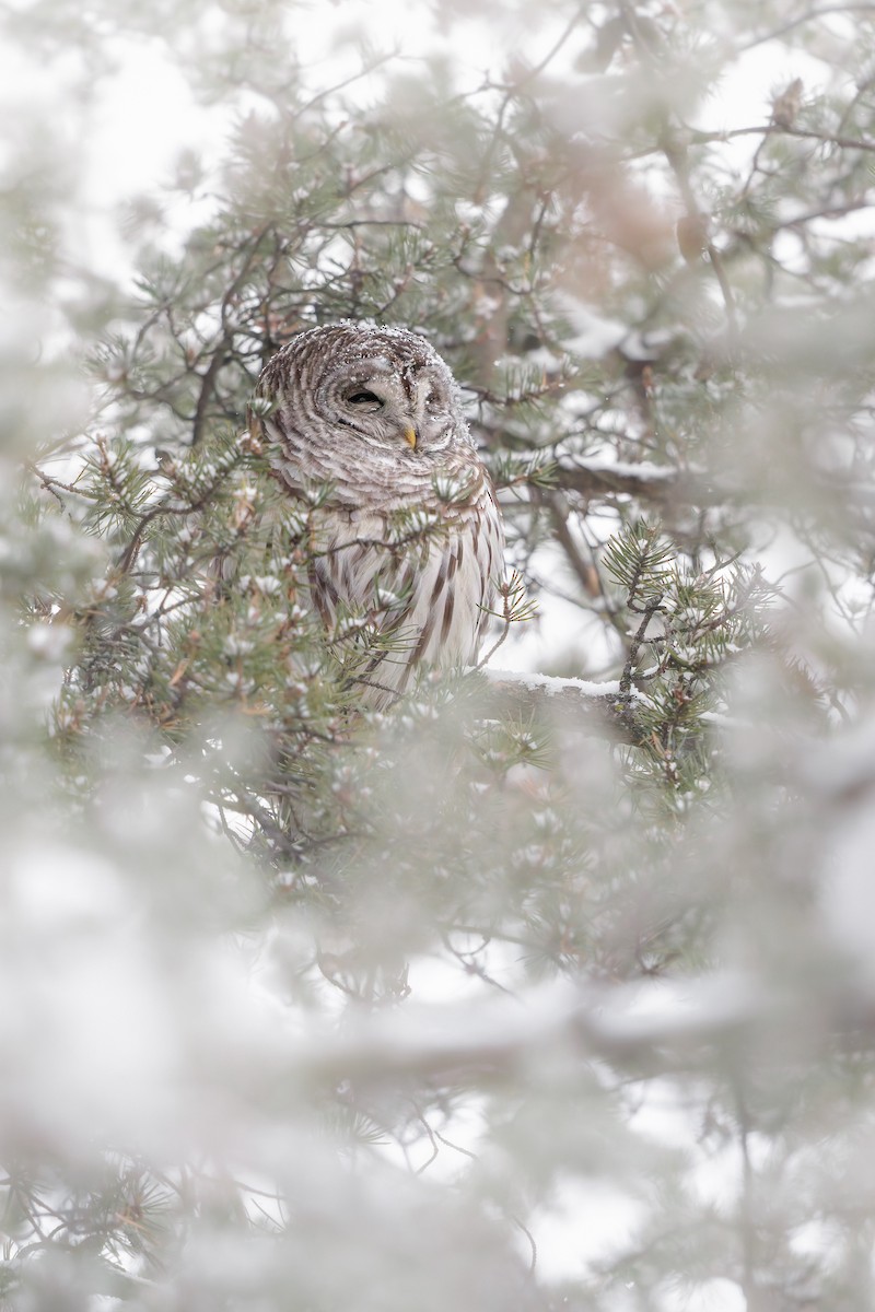 puštík proužkovaný - ML646723841