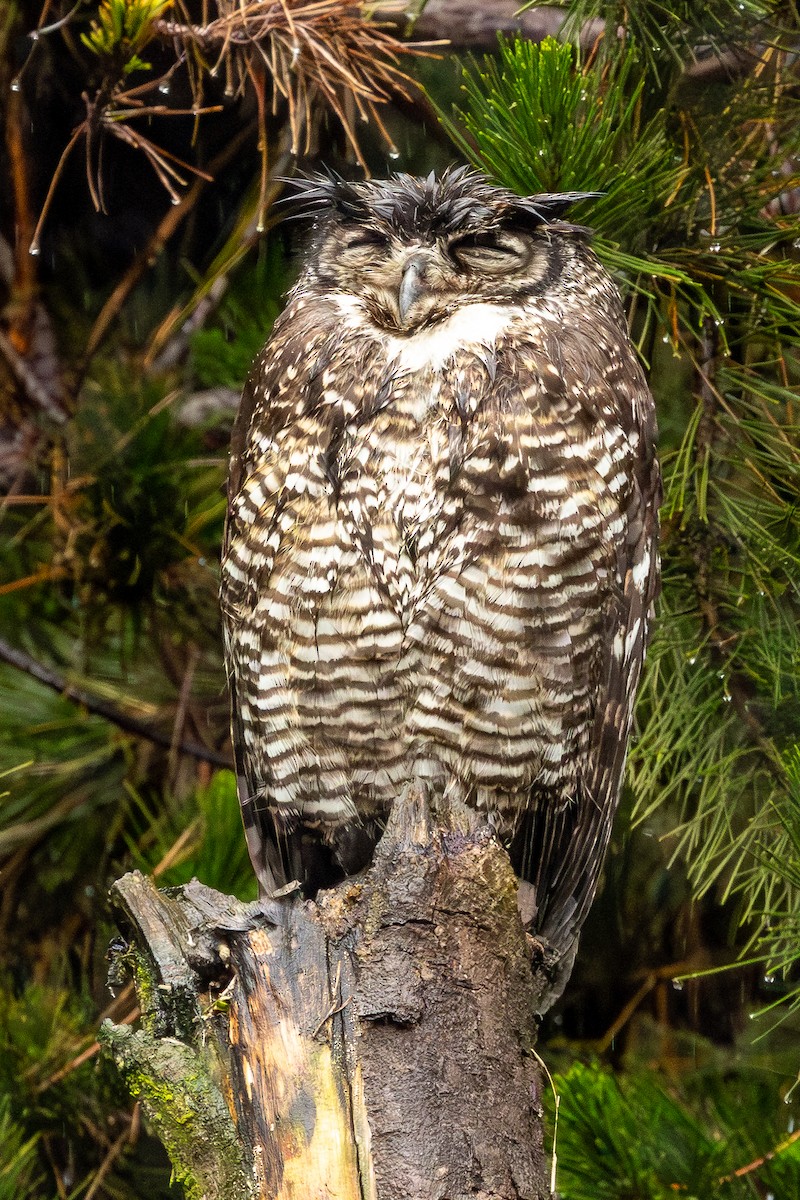 Great Horned Owl - ML646723842