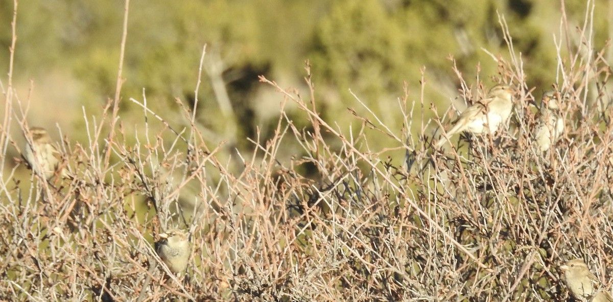 Домовый воробей - ML646723844