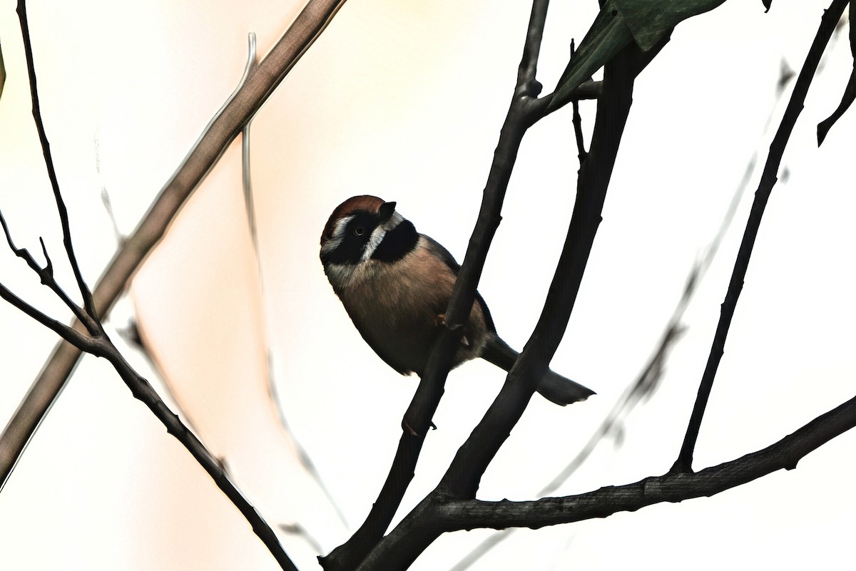 Buztanluze paparbeltza - ML646723846