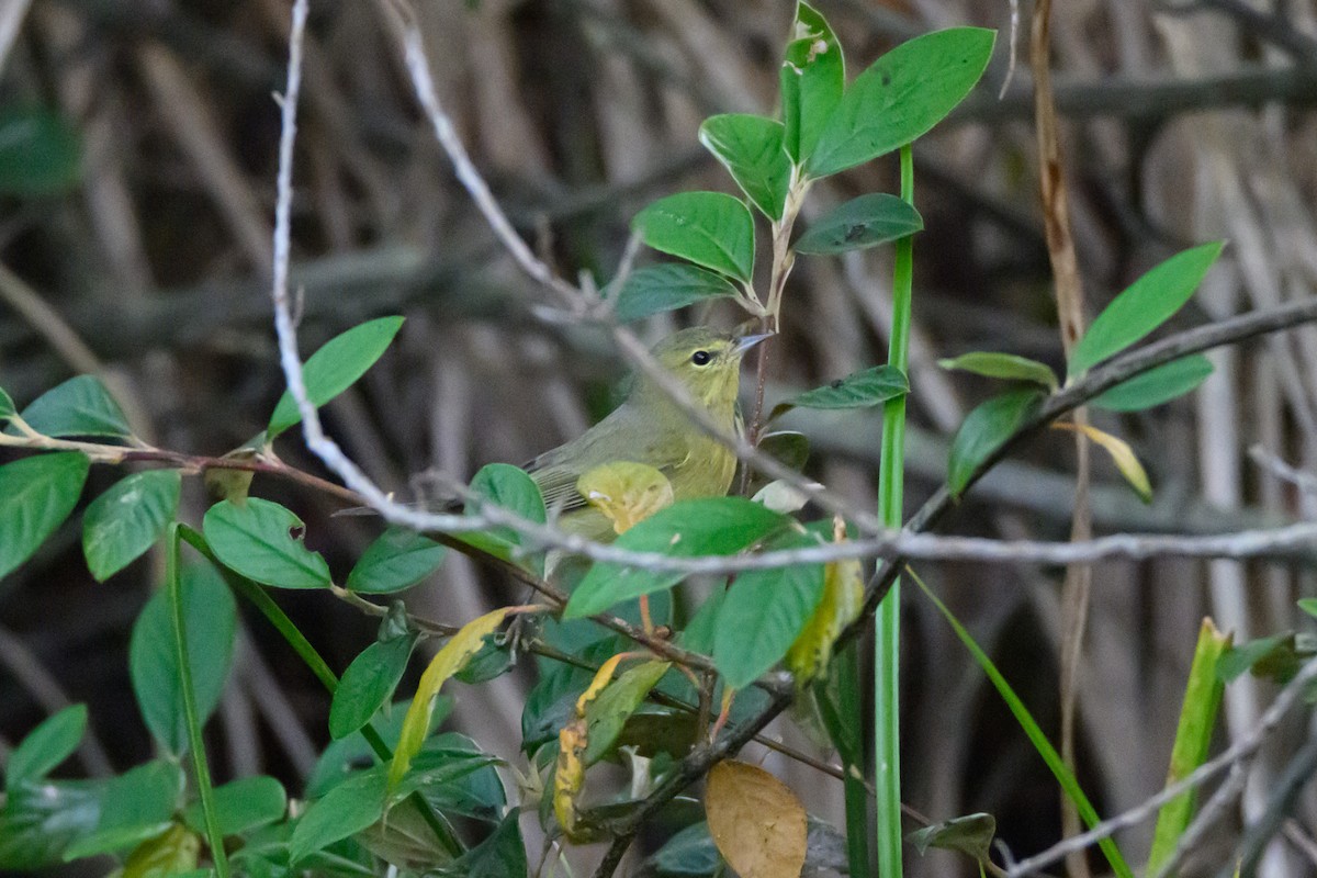 Orange-crowned Warbler - ML646723853