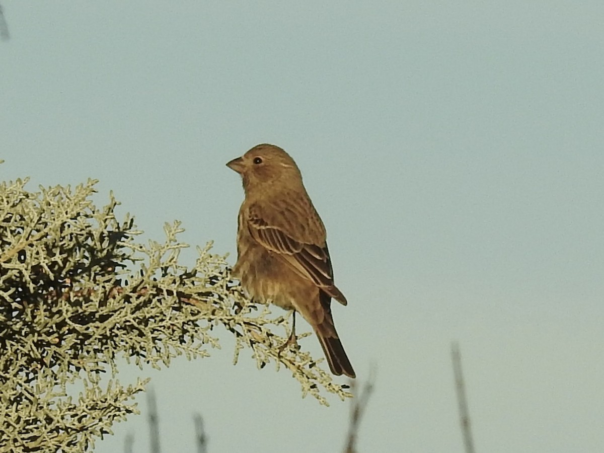 House Finch - ML646723856