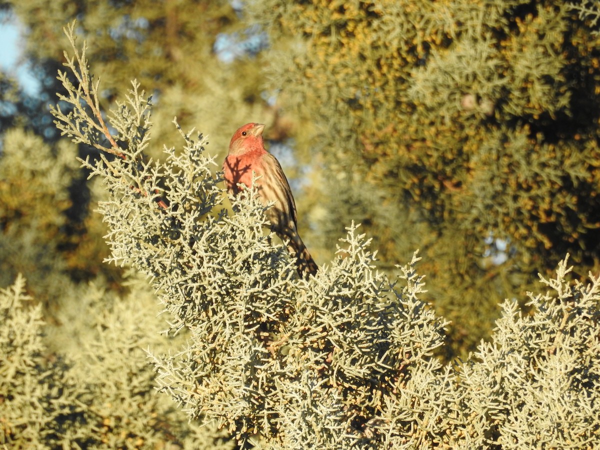 House Finch - ML646723857