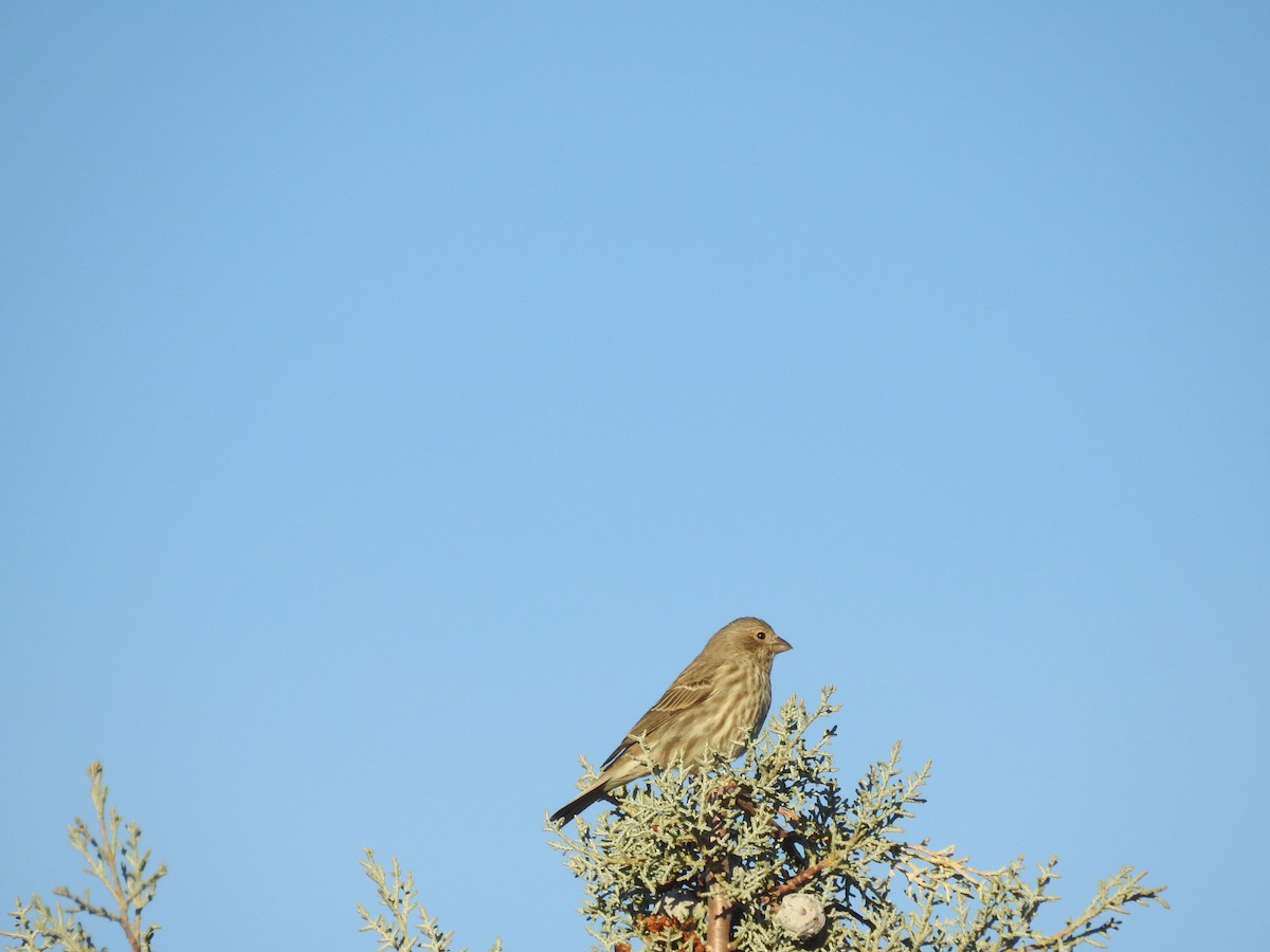 House Finch - ML646723858