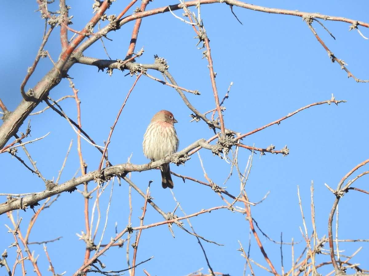 House Finch - ML646723859
