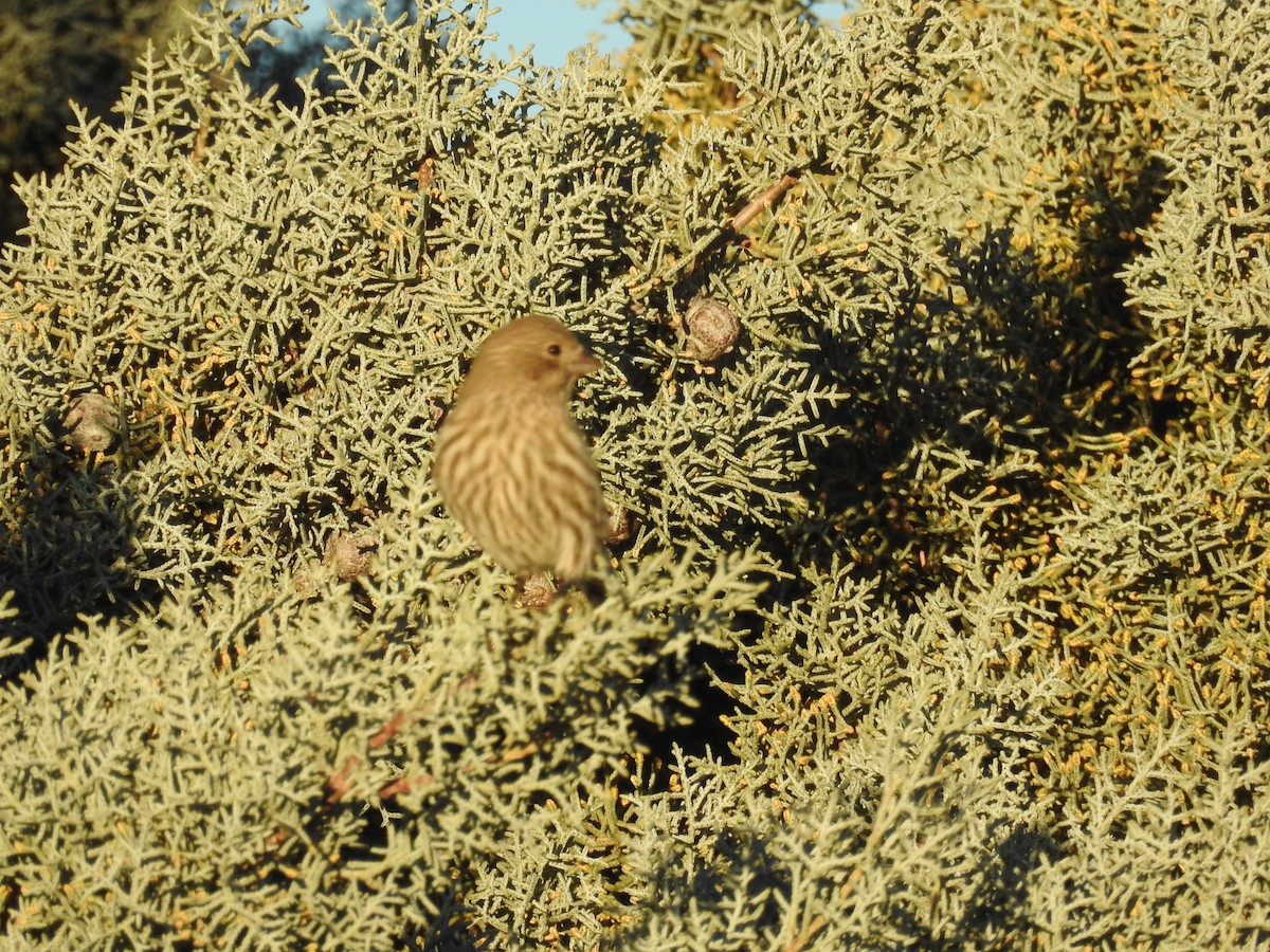House Finch - ML646723860