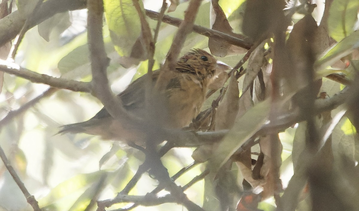 Passerin indigo - ML646723864