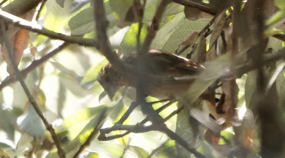 Passerin indigo - ML646723865