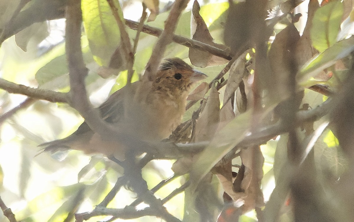 Passerin indigo - ML646723866