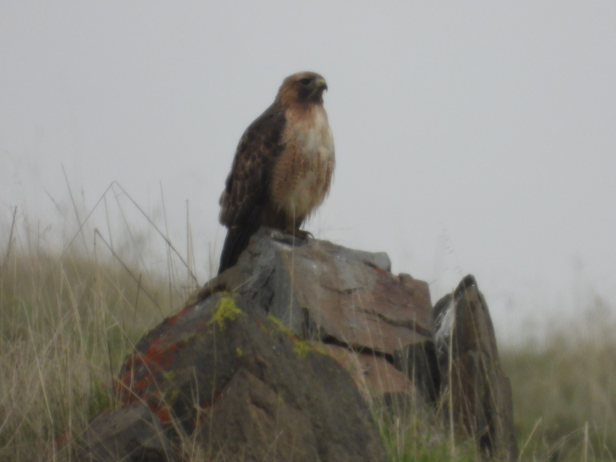 Rotschwanzbussard - ML646723867