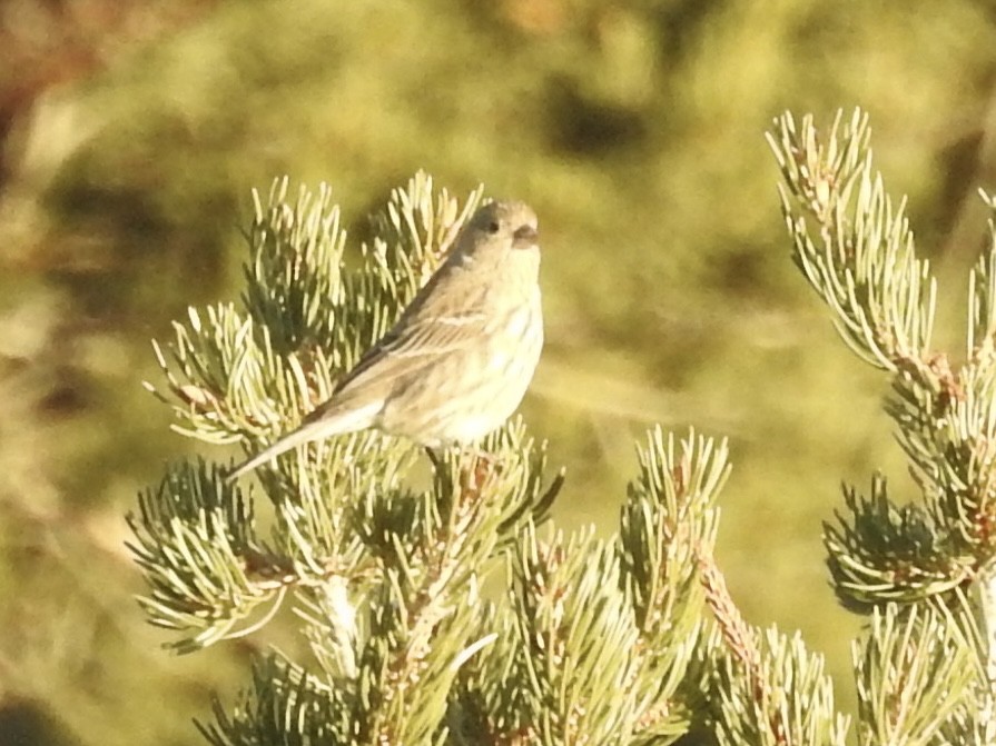 House Finch - ML646723868