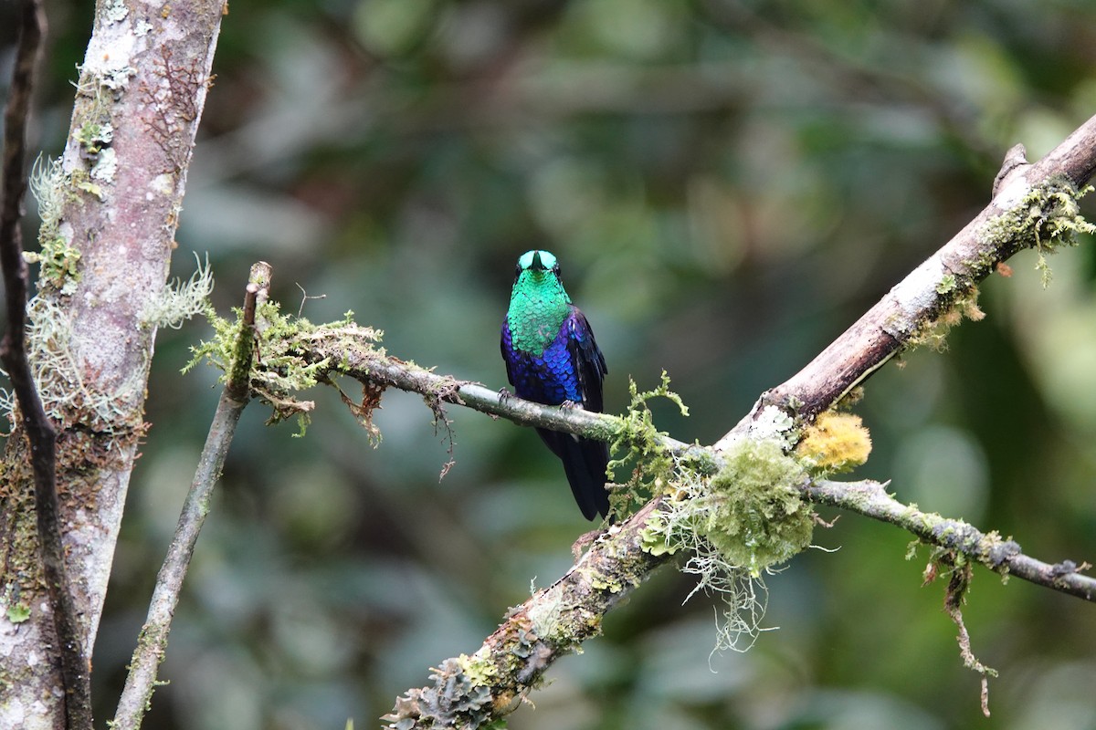 Crowned Woodnymph - ML646723869