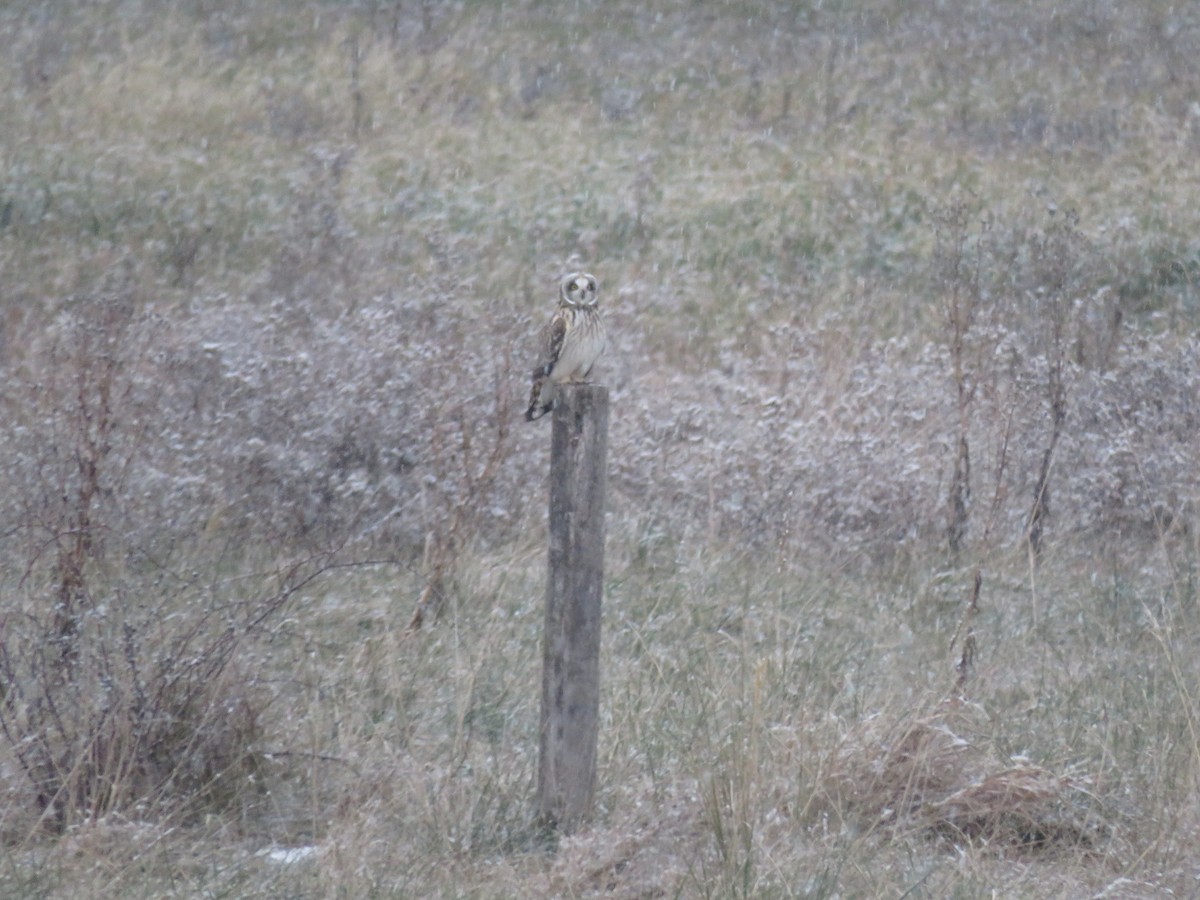 Zingira-hontza - ML646723870