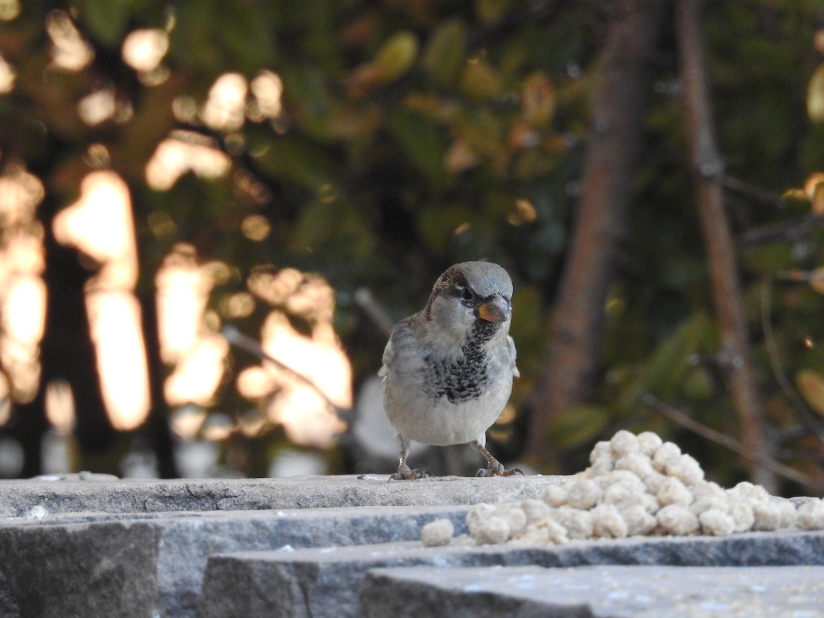 Домовый воробей - ML646723879