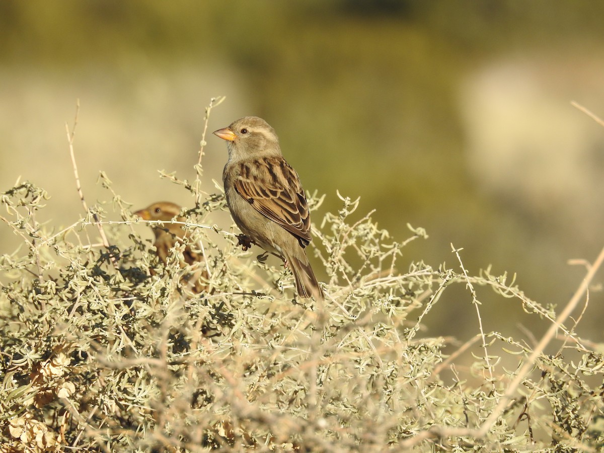 Домовый воробей - ML646723880