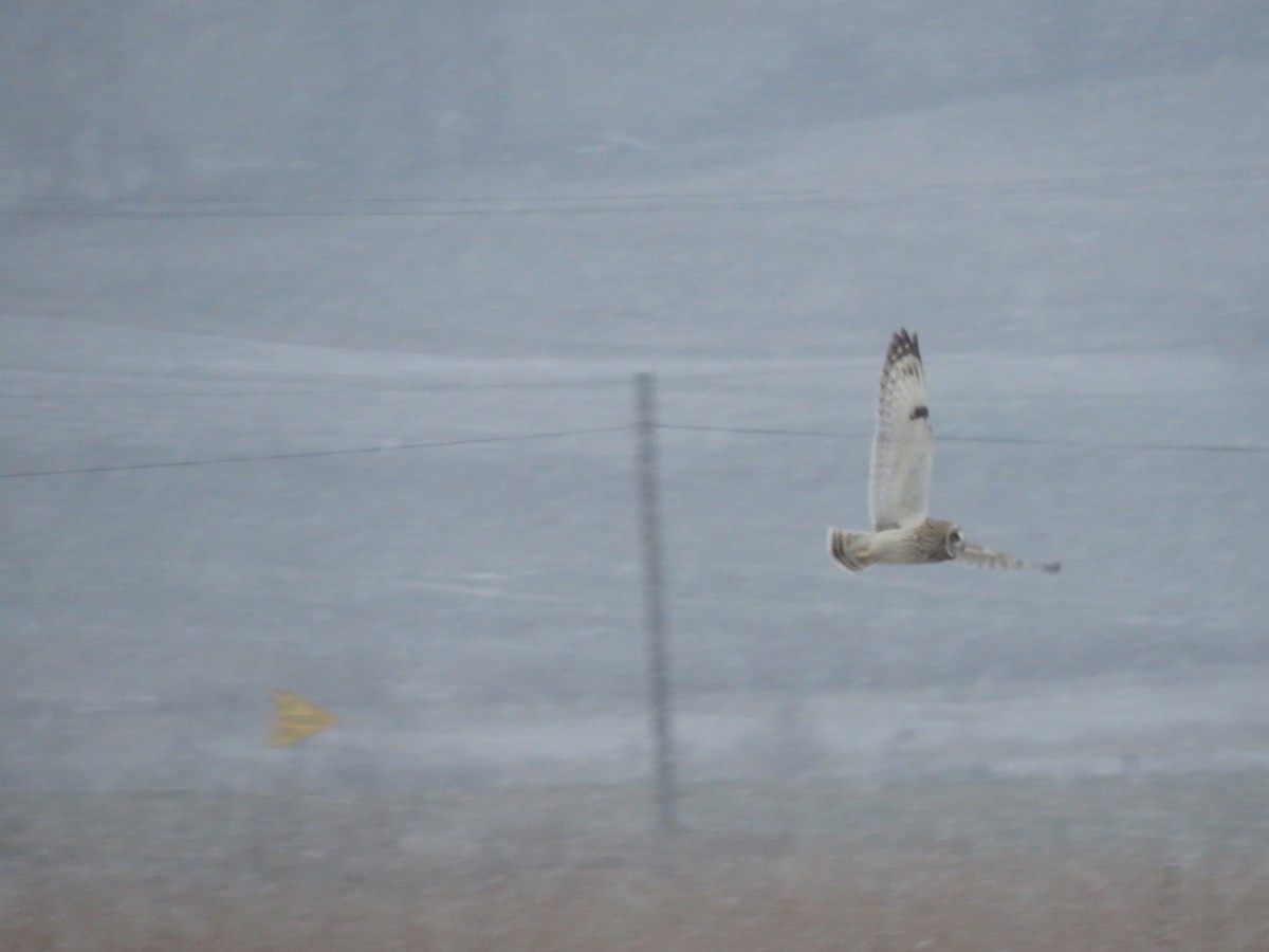 Zingira-hontza - ML646723881