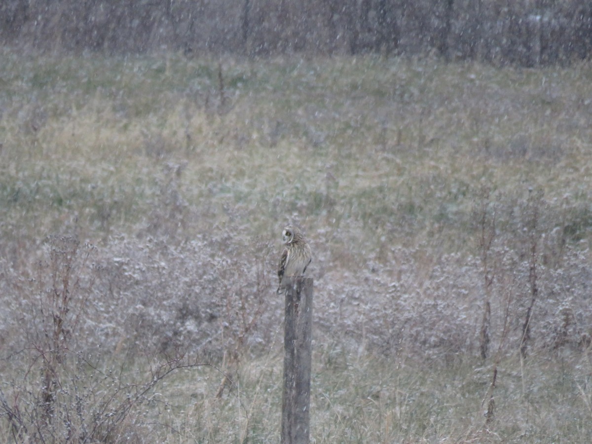 Zingira-hontza - ML646723888