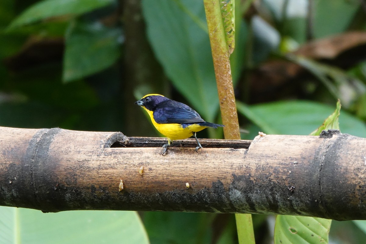 Thick-billed Euphonia - ML646723890