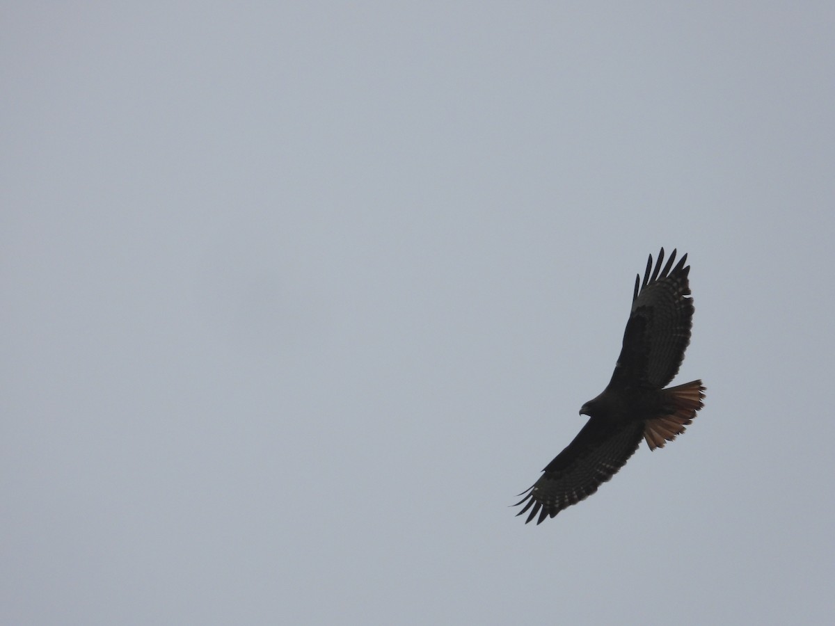 Rotschwanzbussard - ML646723892