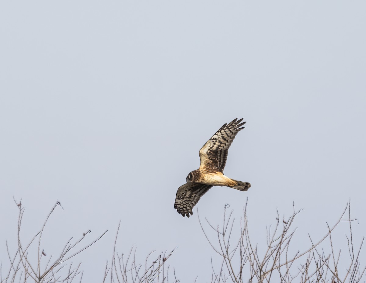 Northern Harrier - ML646723902