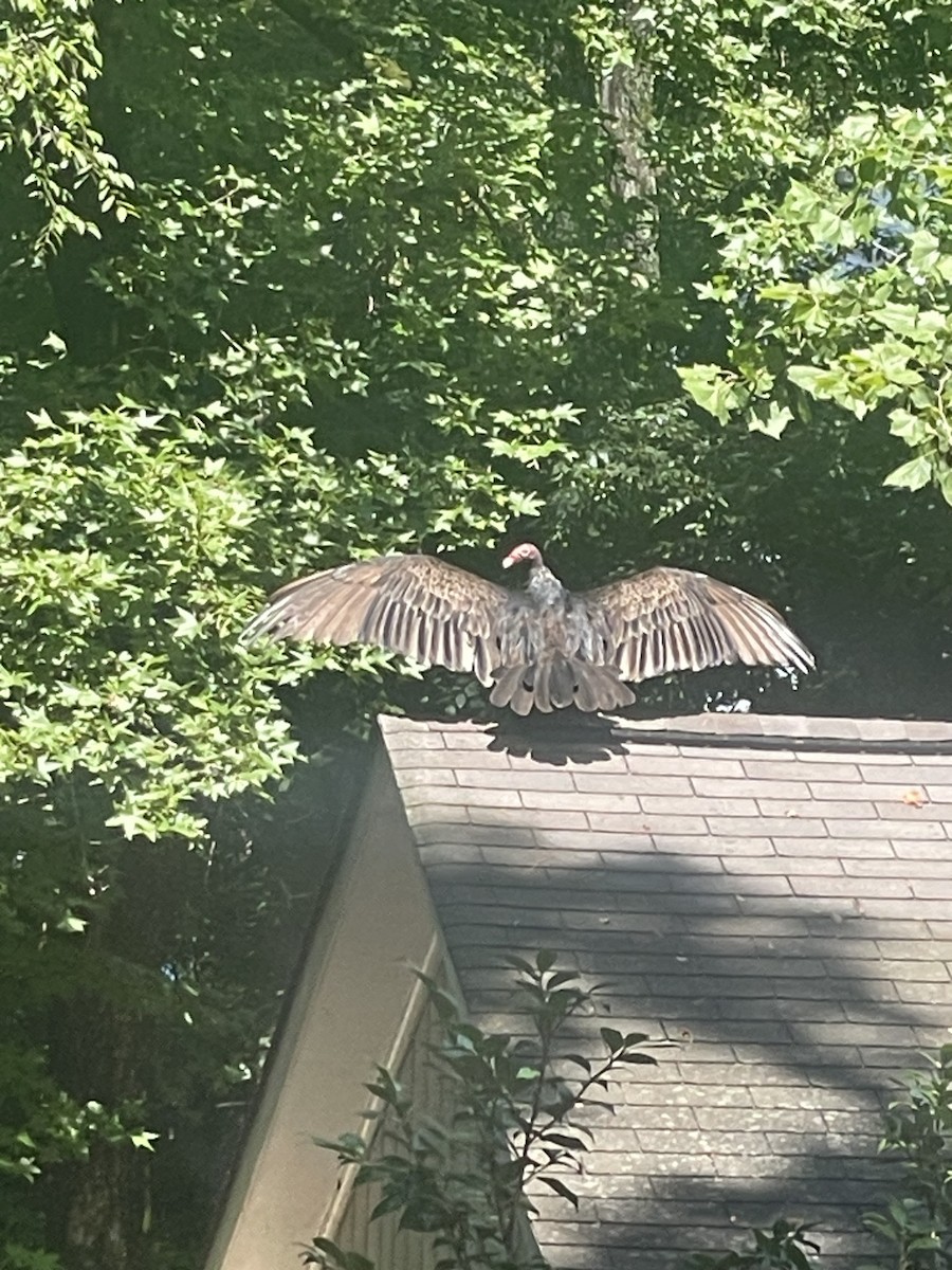 Turkey Vulture - ML646723908