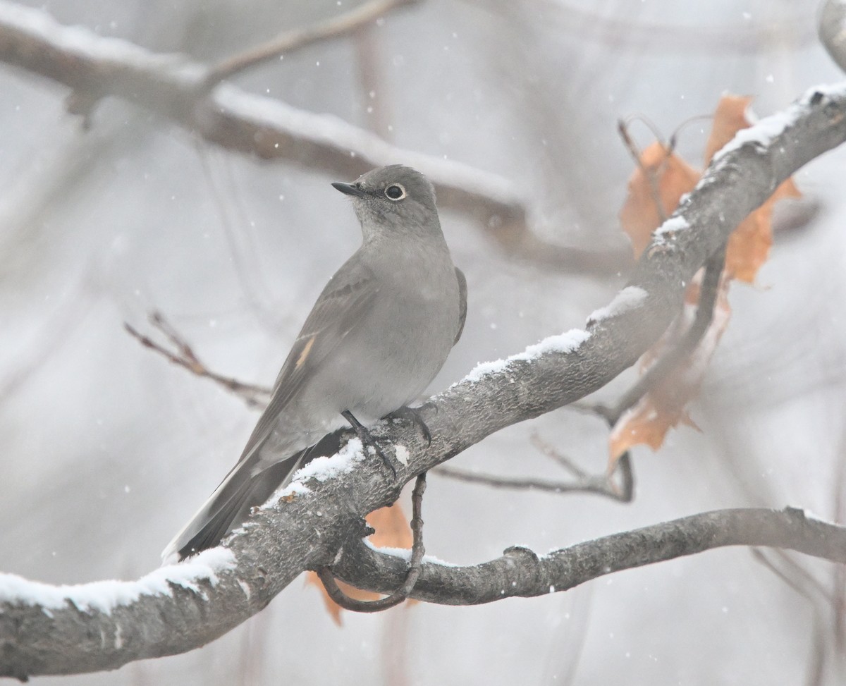 Townsendklarino - ML646723909