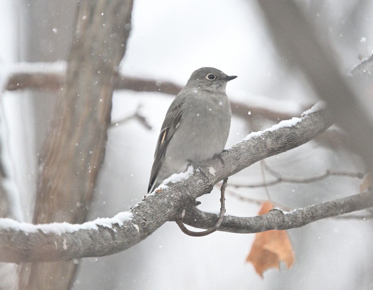 Townsendklarino - ML646723910