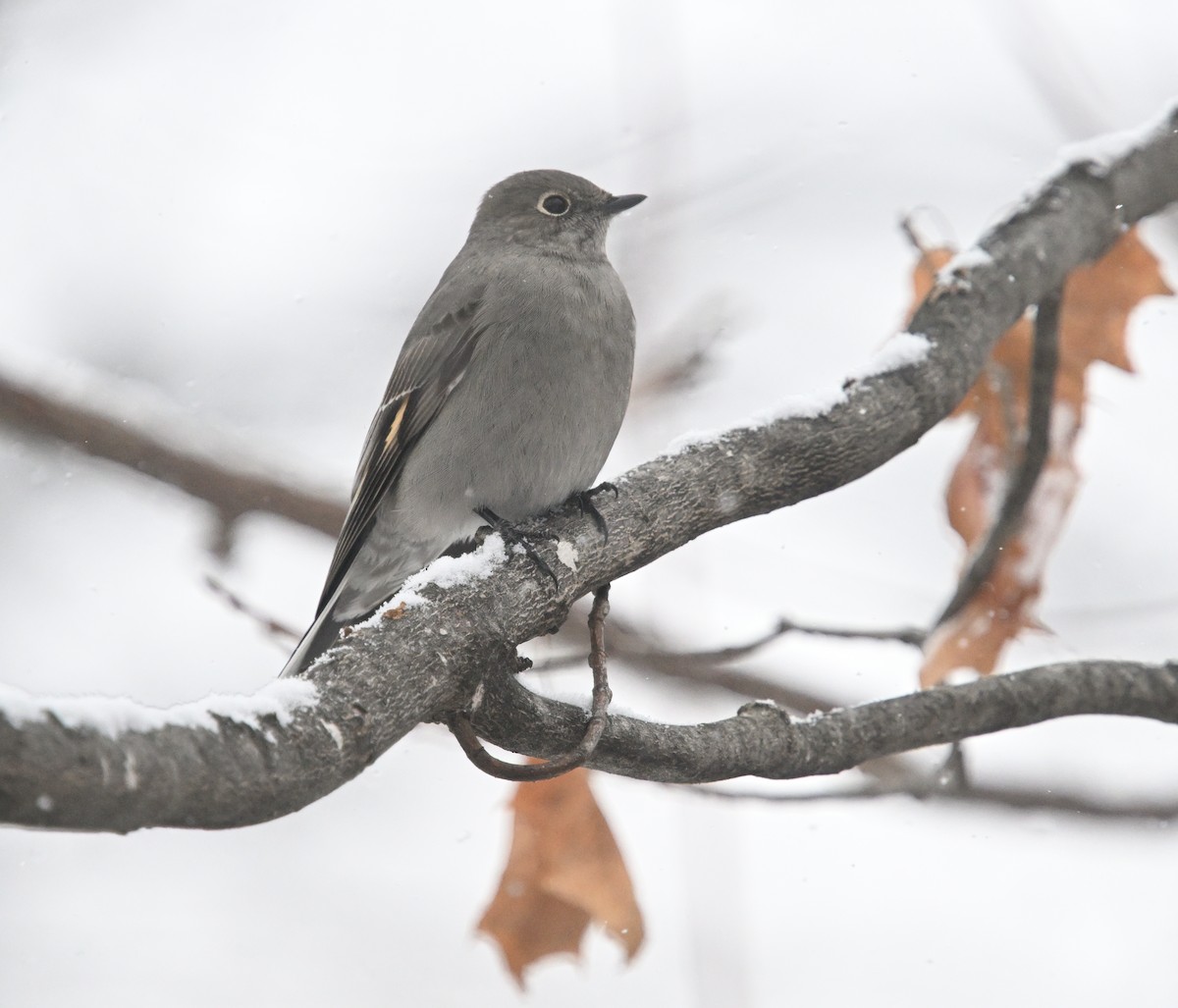 Townsendklarino - ML646723911