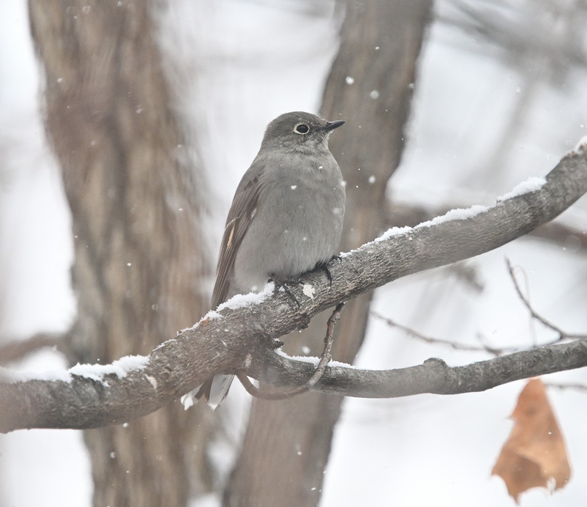 Townsendklarino - ML646723912